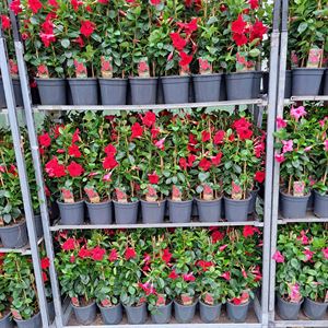 Bild von Kp17 Sundaville Piramide Rood